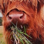 hamish